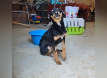 PEPITA-verspieltes, fröhiches Mädchen wartet sehnsüchtig auf liebevolles Für-immer-Zuhause