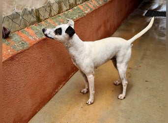 ENOLA-wartet auf ihr liebevolles Zuhause in dem sie für immer glücklich sein darf