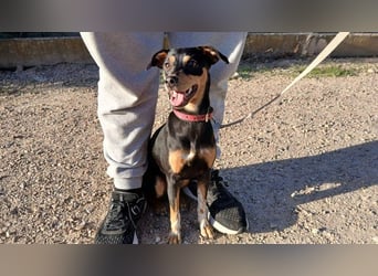 ZOE-überaus freundliche kleine Maus sucht sehnsüchtig ihr liebevolles Für-immer-Zuhause