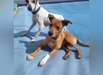 LEONARDO - anhänglich und gehorsam