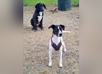 MASAI-sehr lieb, sanfte Seele sucht ihr liebevolles Für-immer-Zuhause