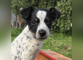 CHURRO-verspielter Charmeur mit besonderem Look sucht sein Für-immer-Zuhause