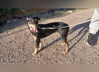 ZOE-überaus freundliche kleine Maus sucht sehnsüchtig ihr liebevolles Für-immer-Zuhause