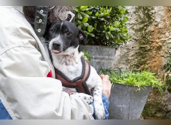 ORION-keiner Sonnenschein sucht dringend liebevolles Für-immer-Zuhause