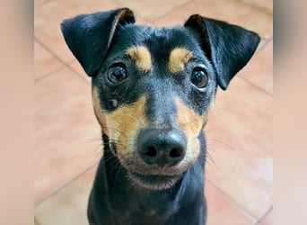 Herzallerliebste PINKY-sehr lieb, verschmust,sozial auf der Suche nach liebevollem Für-immer-Zuhause