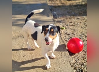 DUDLEY-menschenbezogen und verschmust sehnt er sich nach seiner liebevollen Für-immer Familie