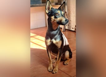 NEFERTARI-sehr liebes, zartes, verschmustes, soziales Hundemädchen sucht sein Für-immer-Plätzchen