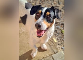 DUDLEY-menschenbezogen und verschmust sehnt er sich nach seiner liebevollen Für-immer Familie