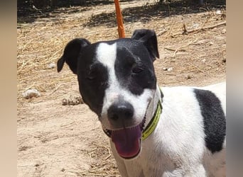 GOLFO-fröhlicher Menschenfreund sucht sein Für-immer-Zuhause