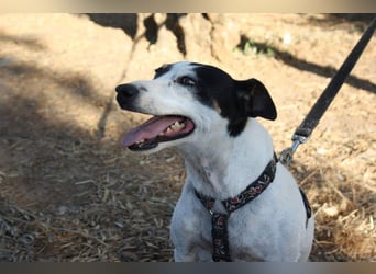 LAKY-freundlich, gesellig, lebhaft, fröhlich wartet sie sehnsüchtig auf ihre liebevolle Familie
