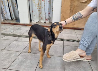 Unkomplizierte BRIGITTE-liebevoll, voller Vertrauen und mit Hoffnung auf ein lievevolles Zuhause