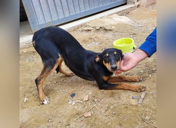 PEPITA-verspieltes, fröhiches Mädchen wartet sehnsüchtig auf liebevolles Für-immer-Zuhause