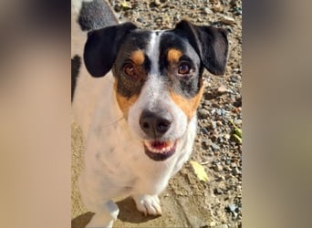 DUDLEY-menschenbezogen und verschmust sehnt er sich nach seiner liebevollen Für-immer Familie