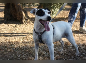 Volltreffer LAKI-steckt voller Energie, Lebensfreude mit gutem Gemüt sucht sehnsüchtig ihre Familie