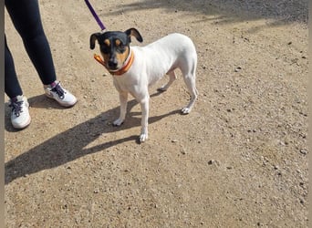 BAMBINO-sanfte, gelassene Seele mit großem Herzen wartet sehnsüchtig auf sein Für-Immer-Zuhause