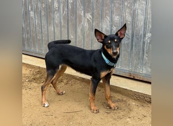 PEPITA-verspieltes, fröhiches Mädchen wartet sehnsüchtig auf liebevolles Für-immer-Zuhause