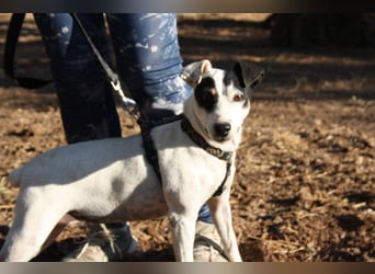 LAKY-freundlich, gesellig, lebhaft, fröhlich wartet sie sehnsüchtig auf ihre liebevolle Familie