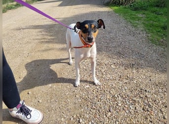 BAMBINO-sanfte, gelassene Seele mit großem Herzen wartet sehnsüchtig auf sein Für-Immer-Zuhause