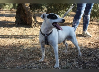 LAKY-freundlich, gesellig, lebhaft, fröhlich wartet sie sehnsüchtig auf ihre liebevolle Familie