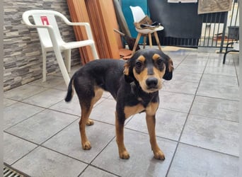 Unkomplizierte BRIGITTE-liebevoll, voller Vertrauen und mit Hoffnung auf ein lievevolles Zuhause