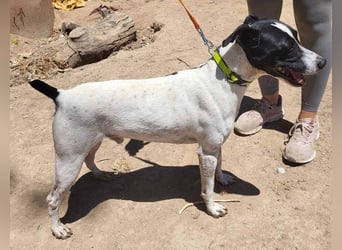 GOLFO-fröhlicher Menschenfreund sucht sein Für-immer-Zuhause