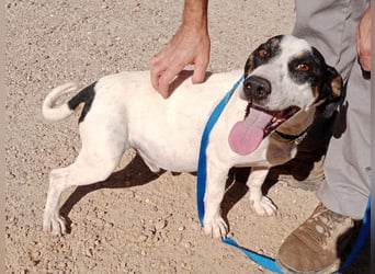 MONET-ein Herz auf 4 Pfoten mit außergewöhnlicher Loyalität sucht liebevolle Heimat