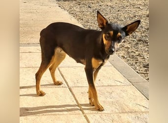 NEFERTARI-sehr liebes, zartes, verschmustes, soziales Hundemädchen sucht sein Für-immer-Plätzchen