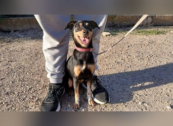 ZOE-überaus freundliche kleine Maus sucht sehnsüchtig ihr liebevolles Für-immer-Zuhause