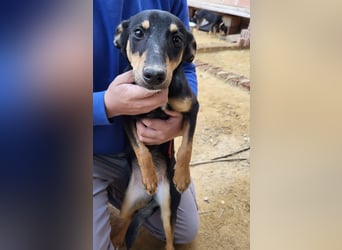 PEPITA-verspieltes, fröhiches Mädchen wartet sehnsüchtig auf liebevolles Für-immer-Zuhause