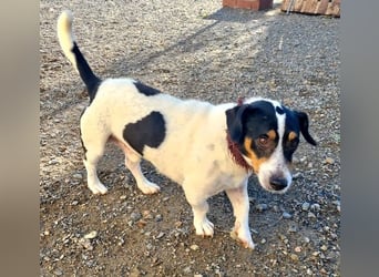 DUDLEY-menschenbezogen und verschmust sehnt er sich nach seiner liebevollen Für-immer Familie