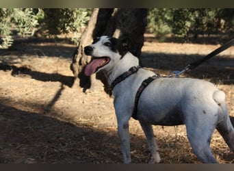 LAKY-freundlich, gesellig, lebhaft, fröhlich wartet sie sehnsüchtig auf ihre liebevolle Familie