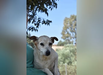 SANDI-süsse, sanfte Herzenshündin wartet auf ein schönes, liebevolles Zuhause