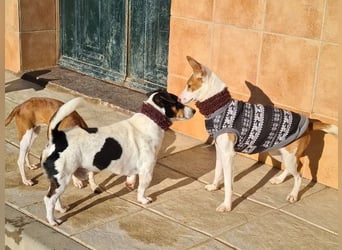 DUDLEY-menschenbezogen und verschmust sehnt er sich nach seiner liebevollen Für-immer Familie