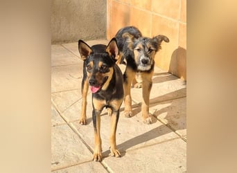 NEFERTARI-sehr liebes, zartes, verschmustes, soziales Hundemädchen sucht sein Für-immer-Plätzchen