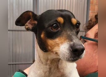 O`HARA - gesellig und anhänglich