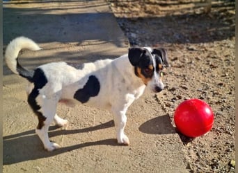 DUDLEY-menschenbezogen und verschmust sehnt er sich nach seiner liebevollen Für-immer Familie