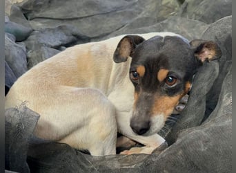 O`HARA - gesellig und anhänglich