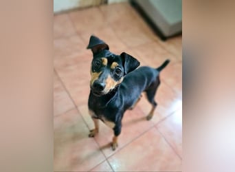 Herzallerliebste PINKY-sehr lieb, verschmust,sozial auf der Suche nach liebevollem Für-immer-Zuhause