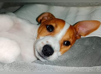 JACKIE-gut sozialisierter, unbeschwerter, liebevoller Schatz sucht sein Für-immer-Zuhause