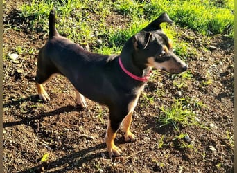 Herzallerliebste PINKY-sehr lieb, verschmust,sozial auf der Suche nach liebevollem Für-immer-Zuhause