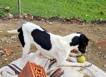 MASAI-sehr lieb, sanfte Seele sucht ihr liebevolles Für-immer-Zuhause