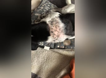 ORION-keiner Sonnenschein sucht dringend liebevolles Für-immer-Zuhause