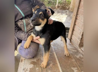 Süß, süßer, VALENTINO-aufgeweckt, voller verspielter Freude wartet er auf gepacktem Köfferchen