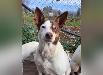 Süße CUQUI-anpassungsfähig, folgsam,hochmotiviert-wer bietet ihr ein liebevolles "Für-immer Zuhause"