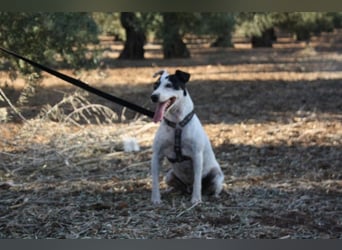LAKY-freundlich, gesellig, lebhaft, fröhlich wartet sie sehnsüchtig auf ihre liebevolle Familie