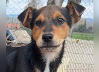 Süß, süßer ESTESO-aufgeweckt, voller verspielter Freude sitzt er auf gepacktem Köfferchen