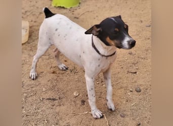 REDFORD-wartet in 87700 Memmingen auf liebevolles Zuhause