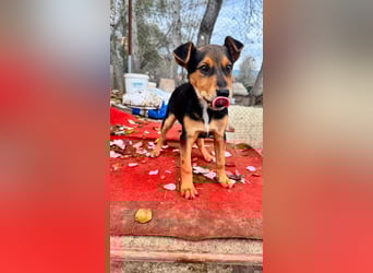 Süß, süßer ESTESO-aufgeweckt, voller verspielter Freude sitzt er auf gepacktem Köfferchen