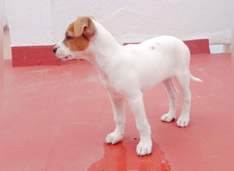 JACKIE-gut sozialisierter, unbeschwerter, liebevoller Schatz sucht sein Für-immer-Zuhause