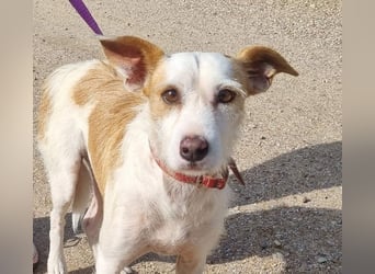 TOBY-hatte ein schönes Zuhause und wurde von Herzen geliebt-sucht dringend sein neues Zuhause